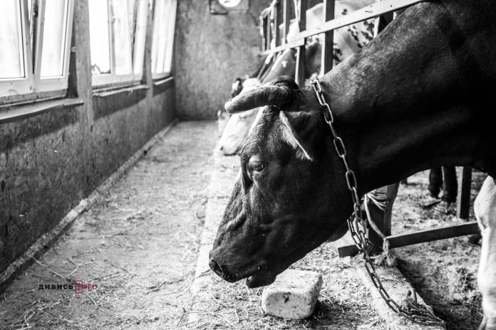 За підтримки Канадського проекту на Львівщині відкрили 40 сімейних ферм (фото, відео) За підтримки Канадського проекту на Львівщині відкрили 40 сімейних ферм (фото, відео)