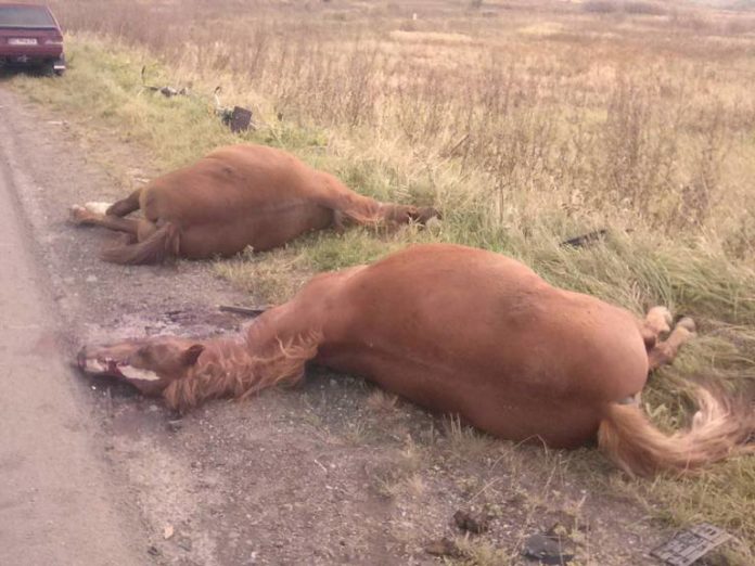 На Львівщині водій мікроавтобуса збив на смерть двох коней На Львівщині водій мікроавтобуса збив на смерть двох коней