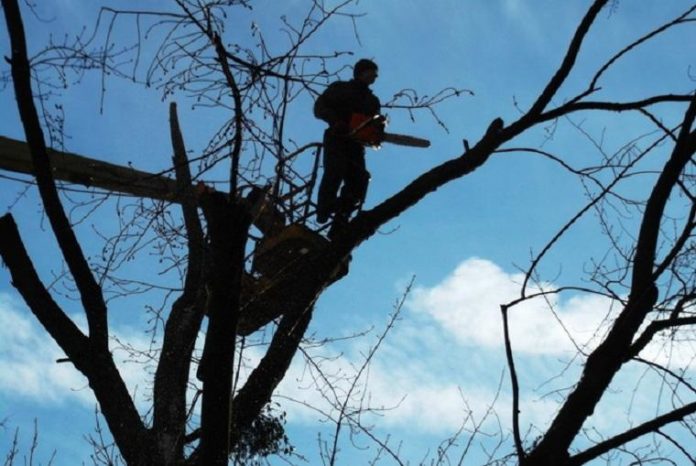 Нещасний випадок у Трускавці: чоловіка вбило деревом Нещасний випадок у Трускавці: чоловіка вбило деревом