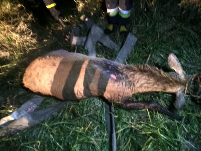 На Львівщині автомобіль збив оленя (фото) На Львівщині автомобіль збив оленя (фото)