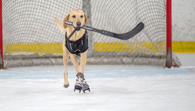У США пес навчився кататися на ковзанах (відео)