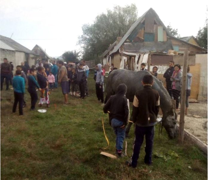 На Закарпатті, у ромському поселенні, рятувальники дістали з вигрібної ями коня (фото) На Закарпатті, у ромському поселенні, рятувальники дістали з вигрібної ями коня (фото)