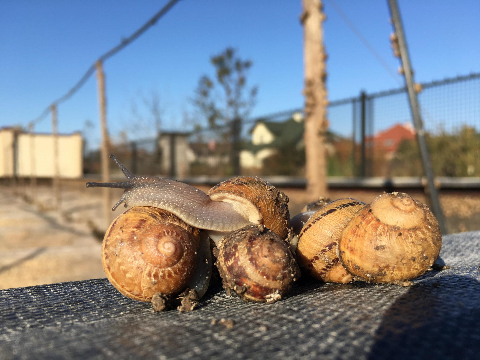 Як на Львівщині вирощують їстівних равликів (фоторепортаж)
