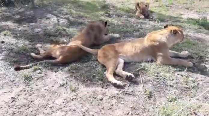 З’явилося відео, як леви з Самбірського зоокутка освоюються в Африці З’явилося відео, як леви з Самбірського зоокутка освоюються в Африці