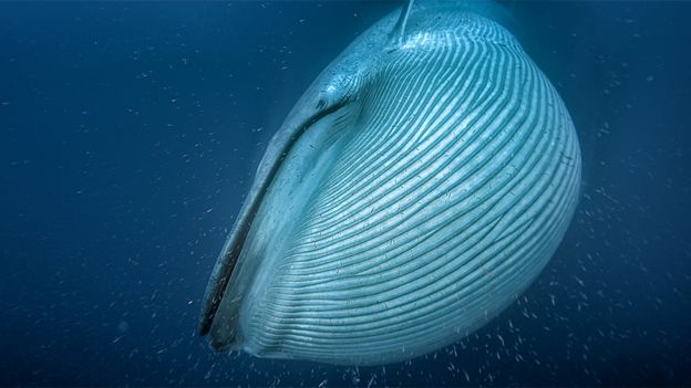 _104115952_bluewhale