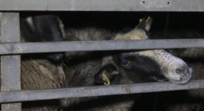Після скандального інциденту з вівцями в Україні посилили вимоги до траспортування тварин Після скандального інциденту з вівцями в Україні посилили вимоги до траспортування тварин