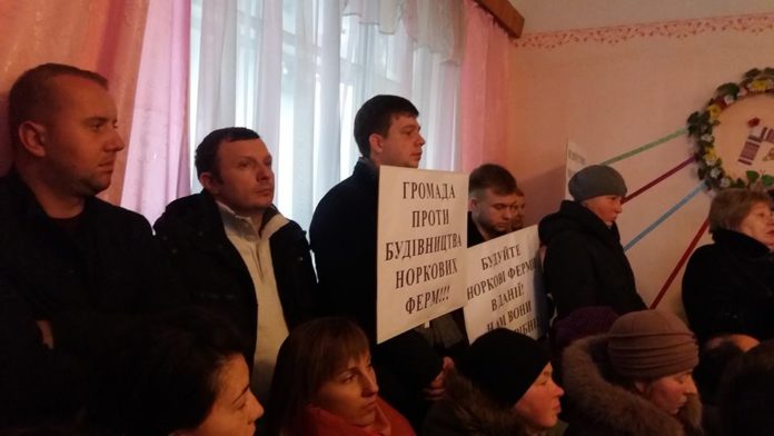 На Бродівщині селяни збунтувалися через норкову ферму На Бродівщині селяни збунтувалися через норкову ферму