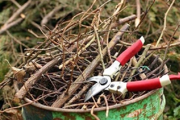 У Золочеві помер чоловік, впавши з дерева У Золочеві помер чоловік, впавши з дерева