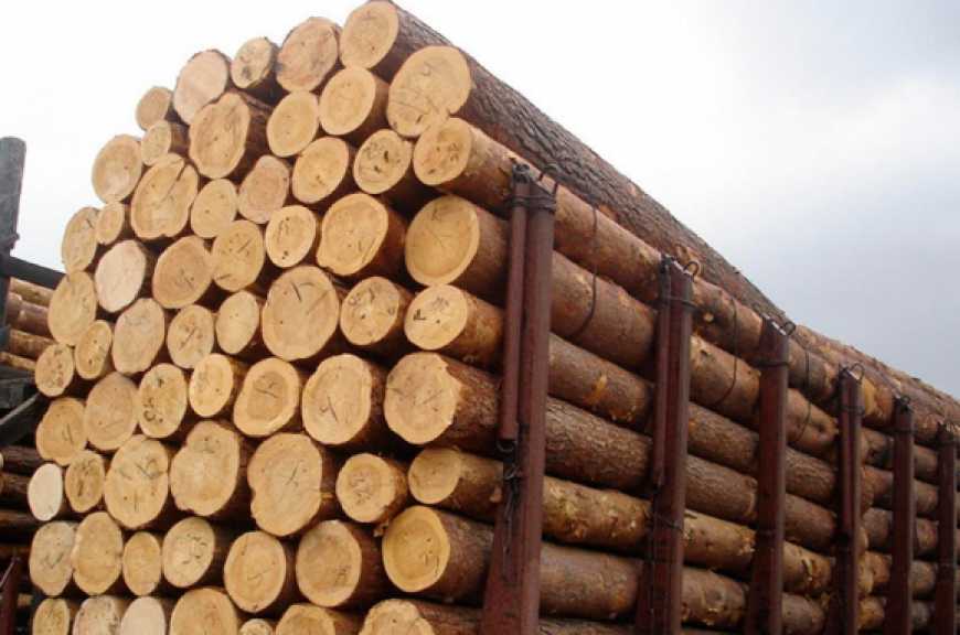 ЄС закликав Україну скасувати мораторій на експорт необробленої деревини