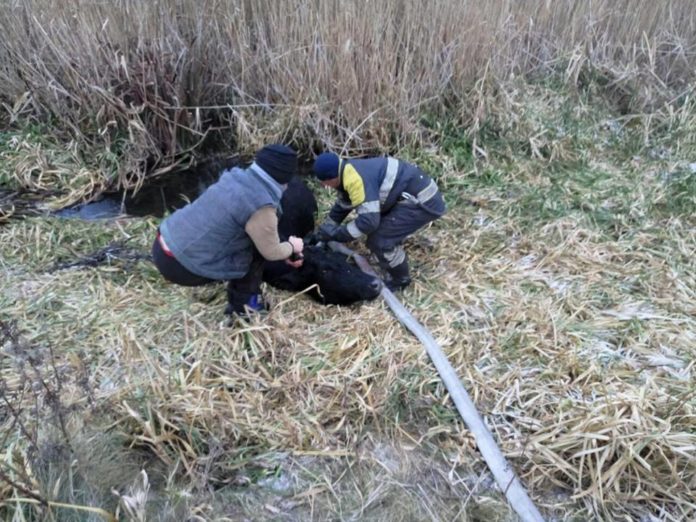 На Львівщині рятувальники витягнули із болота корову (фото) На Львівщині рятувальники витягнули із болота корову (фото)