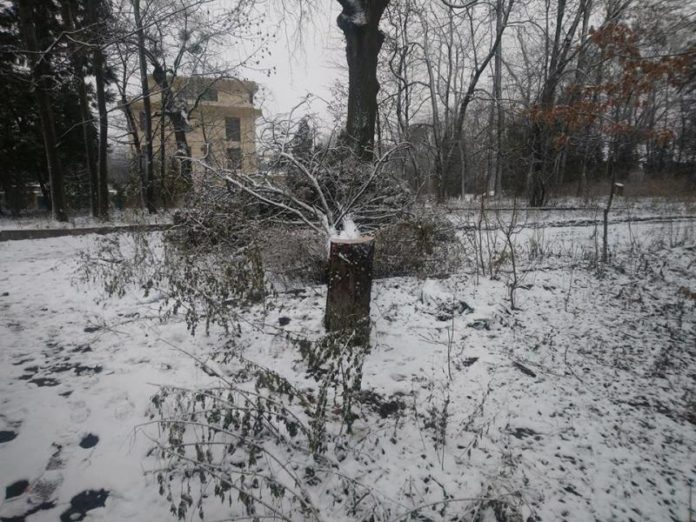 У Парку культури невідомі зрубали 12-метровий кипарис У Парку культури невідомі зрубали 12-метровий кипарис