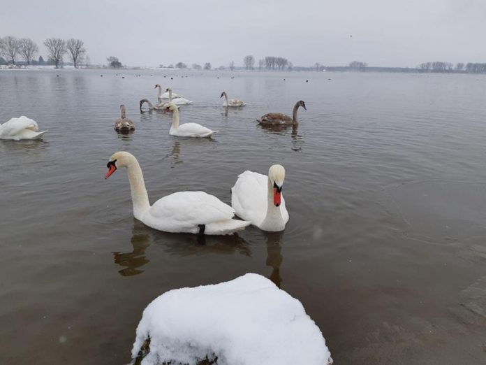На Добротвірському водосховищі зимують лебеді (фото) На Добротвірському водосховищі зимують лебеді (фото)