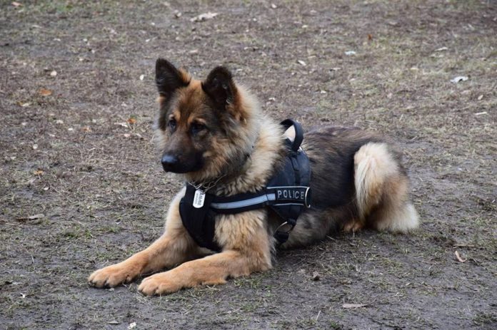 Як на Львівщині спецпризначенці дресирують своїх чотирилапих бійців (фото) Як на Львівщині спецпризначенці дресирують своїх чотирилапих бійців (фото)