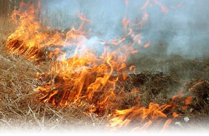 На території Грибовицької сільської ради сталось загоряння сухої трави На території Грибовицької сільської ради сталось загоряння сухої трави