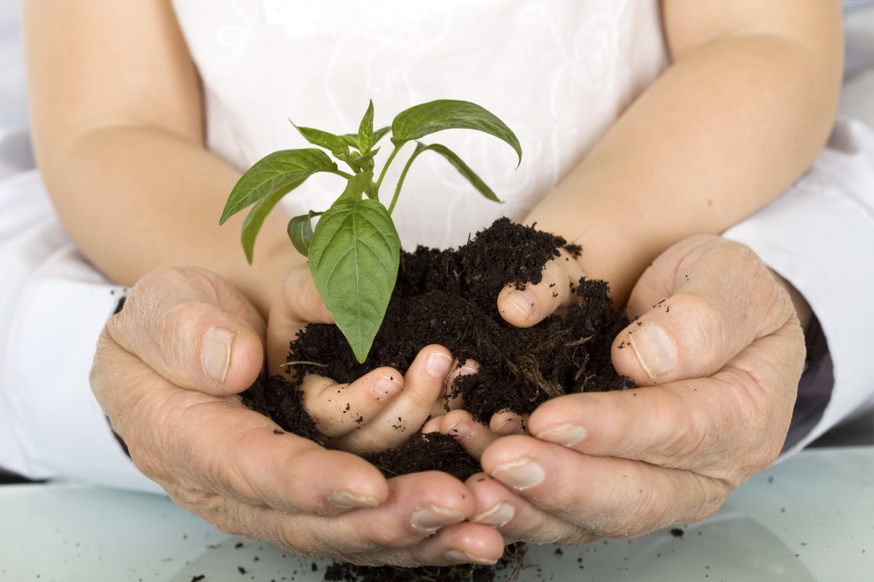 Child and adult hands holding new plant with soil