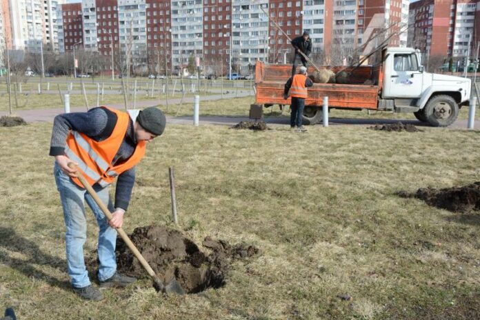 На Сихові висадили 20 сакур на місці тих, які вандали знищили торік На Сихові висадили 20 сакур на місці тих, які вандали знищили торік