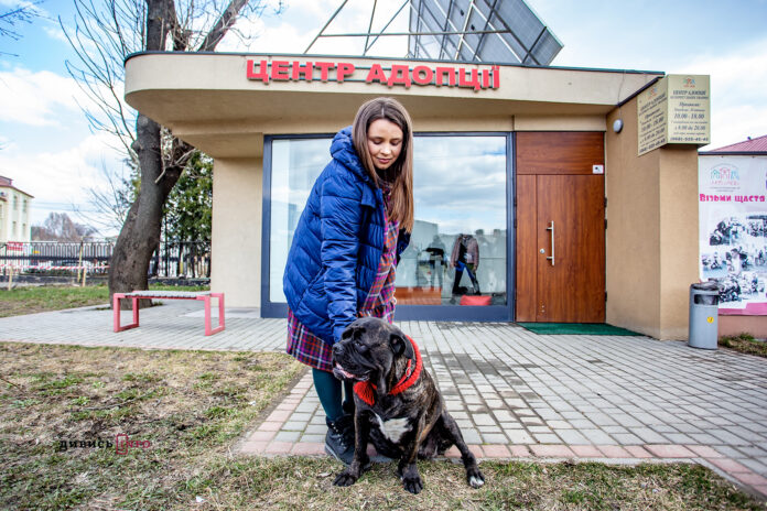 Перший львівський банк крові для собак: як це працює та як чотирилапим стати донором (фоторепортаж) Перший львівський банк крові для собак: як це працює та як чотирилапим стати донором (фоторепортаж)