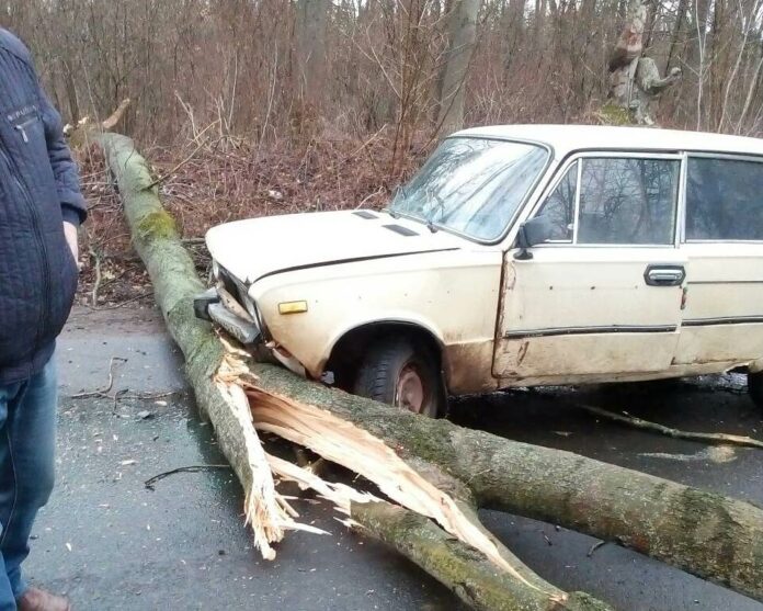 На Львівщині через сильний буревій на дорогу попадали дерева На Львівщині через сильний буревій на дорогу попадали дерева