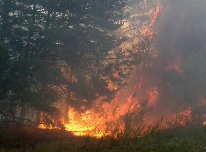 На Львівщині упродовж доби рятувальники чотири рази ліквідовували пожежі у лісі (відео) На Львівщині упродовж доби рятувальники чотири рази ліквідовували пожежі у лісі (відео)