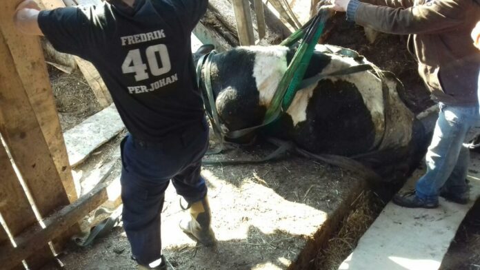 На Львівщині надзвичайники врятували корову, яка впала в яму (фото) На Львівщині надзвичайники врятували корову, яка впала в яму (фото)