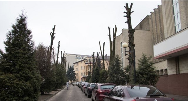Петиція «Зупинити варварську обрізку дерев у Львові» за добу набрала необхідні 500 голосів