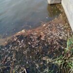 На Львівщині зафіксували масову загибель риби (фото) - 4