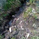 На Львівщині зафіксували масову загибель риби (фото) - 3