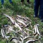 На Львівщині зафіксували масову загибель риби (фото) - 2