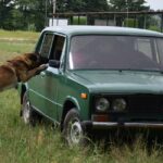 На Львівщині лави ДПСУ поповнив чотирилапий спецназ (фото) - 12