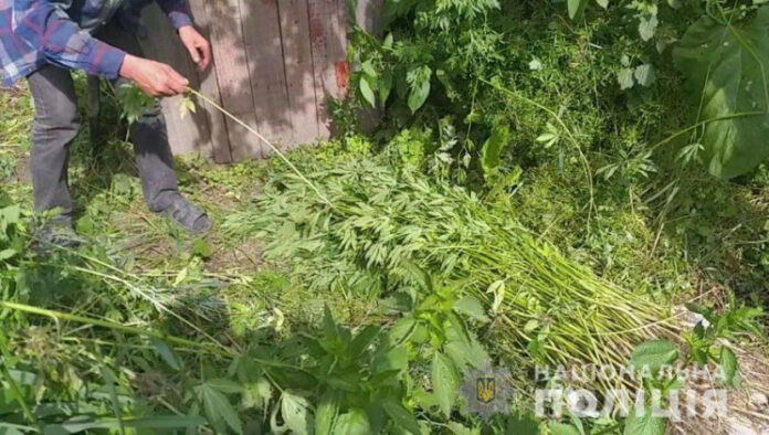 На Вінниччині чоловік виростив рекордну плантацію конопель (фото) На Вінниччині чоловік виростив рекордну плантацію конопель (фото)
