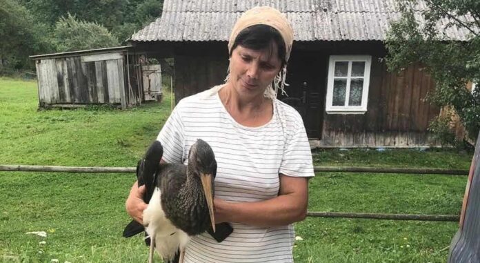 У Турківському районі знайшли рідкісного птаха, який потребував допомоги (фото) У Турківському районі знайшли рідкісного птаха, який потребував допомоги (фото)