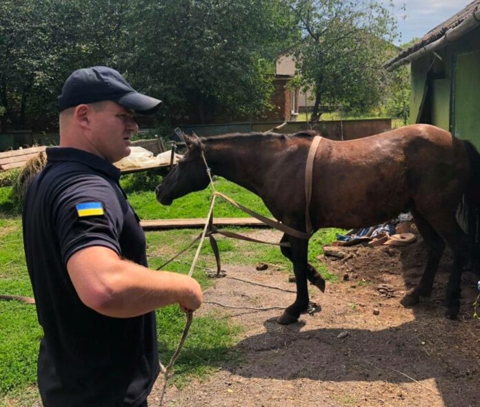 Як на Жовківщині рятували коня, який провалився у підвал стайні (фото) Як на Жовківщині рятували коня, який провалився у підвал стайні (фото)