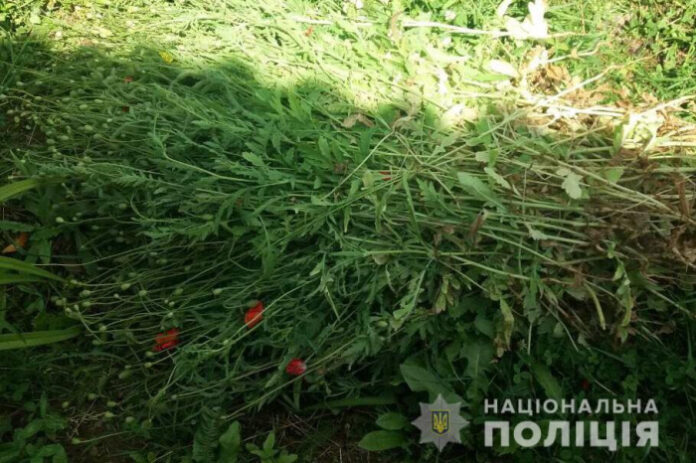 На Львівщині у пенсіонерки вилучили понад тисячу рослин маку На Львівщині у пенсіонерки вилучили понад тисячу рослин маку
