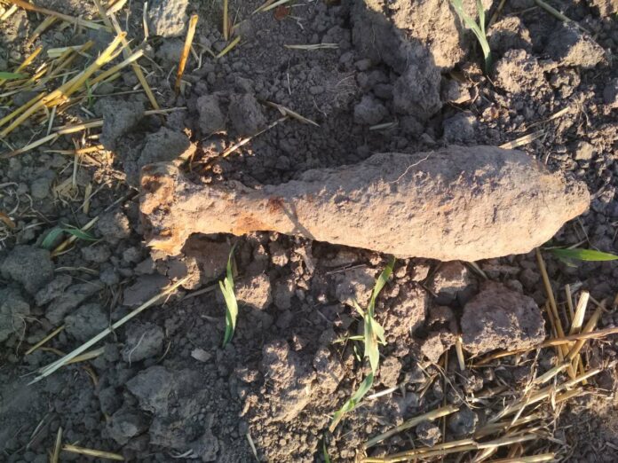 Львів’янин на пасовищі знайшов артилерійський снаряд Львів’янин на пасовищі знайшов артилерійський снаряд