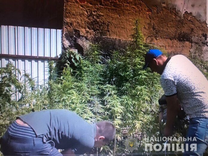 На Львівщині на присадибній ділянці виявили плантацію конопель (фото) На Львівщині на присадибній ділянці виявили плантацію конопель (фото)