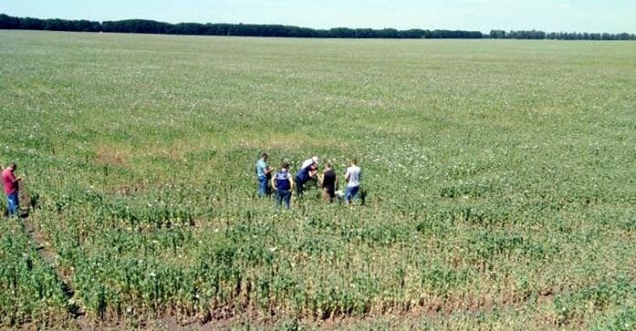 Поліція виявила плантацію нарковмісного маку площею 240 гектарів – поле знищать Поліція виявила плантацію нарковмісного маку площею 240 гектарів – поле знищать