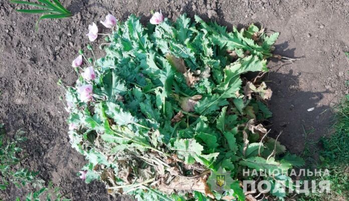 На Львівщині поліцейські вилучили понад 800 рослин маку На Львівщині поліцейські вилучили понад 800 рослин маку
