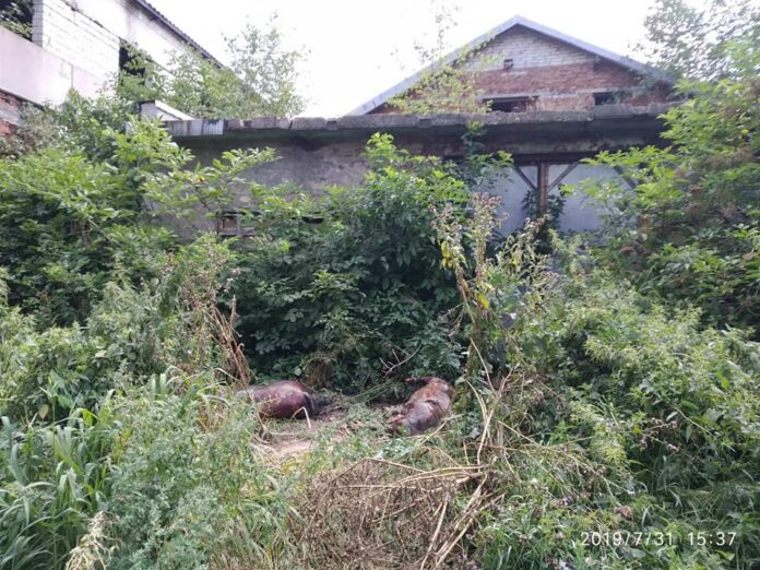 У Львові на території геріатричного пансіонату викинули тушки мертвих свиней (відео) У Львові на території геріатричного пансіонату викинули тушки мертвих свиней (відео)