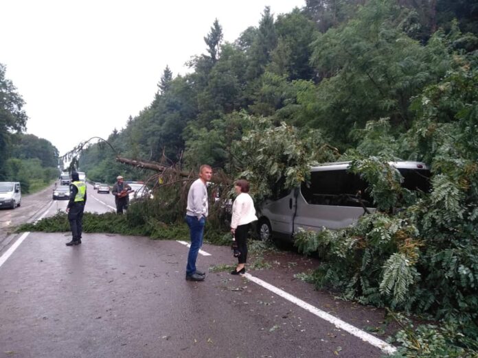 У черзі на кордоні з Польщею дерево впало на три автомобіля (фото) У черзі на кордоні з Польщею дерево впало на три автомобіля (фото)