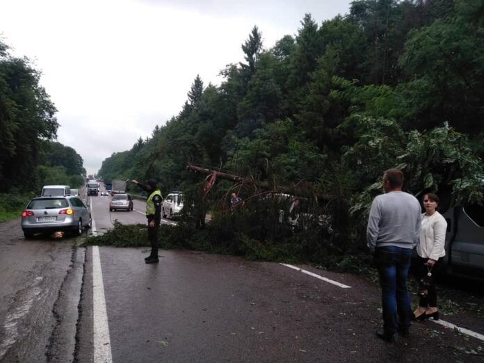 На Львівщині впало дерево та пошкодило три автомобілі (фото, відео) На Львівщині впало дерево та пошкодило три автомобілі (фото, відео)
