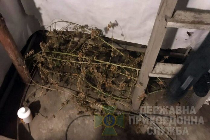 На Львівщині виявили міні нарколабораторію з вирощування конопель (фото) На Львівщині виявили міні нарколабораторію з вирощування конопель (фото)