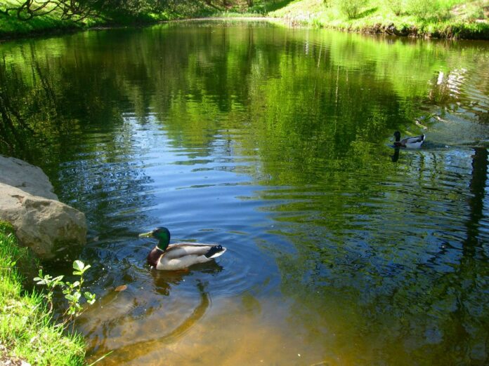 У Львові перевірили водойми У Львові перевірили водойми