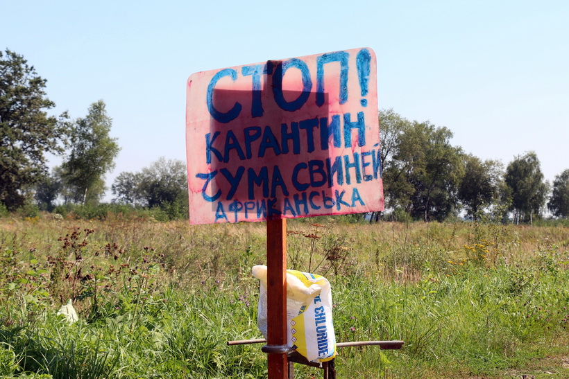 Через масштабний спалах африканської чуми на Львівщині знищать 100 тисяч свиней (фото) - 2