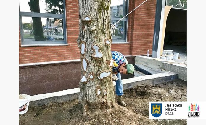 У Львові «лікують» пошкоджені дерева У Львові «лікують» пошкоджені дерева