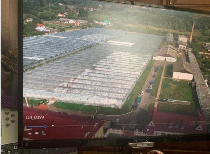 На Прикарпатті виявили рекордну плантацію марихуани (фото) На Прикарпатті виявили рекордну плантацію марихуани (фото)