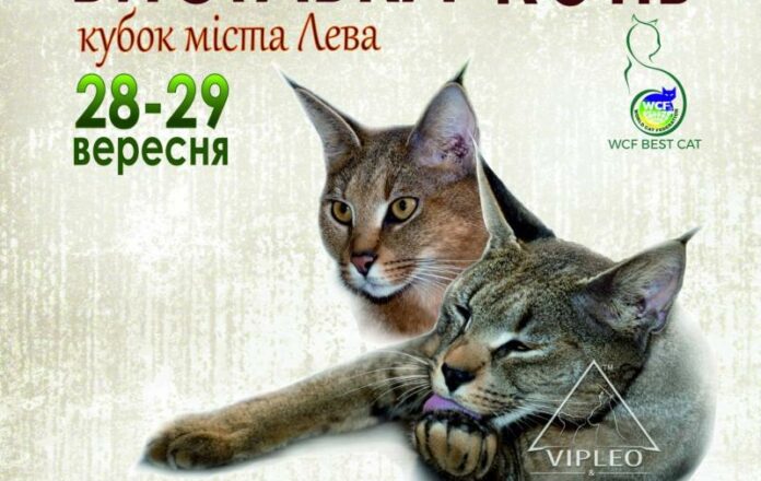 Цими вихідними у Львові відбудеться Міжнародна виставка котів Цими вихідними у Львові відбудеться Міжнародна виставка котів