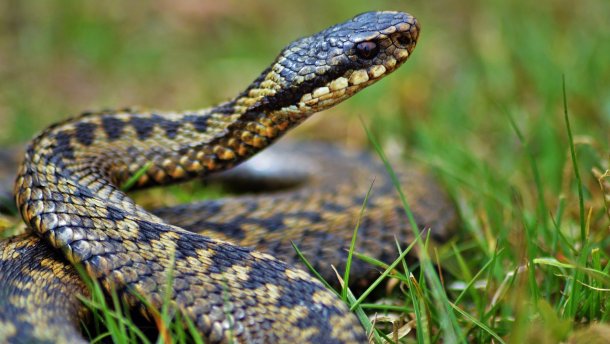 На Львівщині 30-річного чоловіка вкусила змія на власному подвір'ї