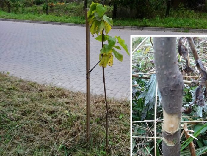 У Шевченківському районі комунальники скосили траву разом з молодими деревами (фото) У Шевченківському районі комунальники скосили траву разом з молодими деревами (фото)