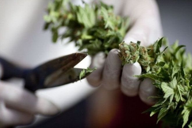 У «Слузі народу» готові підтримати законопроект про легалізацію медичної марихуани
