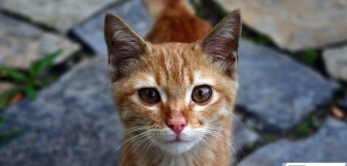 Ветеринари Four Paws допоможуть ЛКП «Лев» зі стерилізацією котів Ветеринари Four Paws допоможуть ЛКП «Лев» зі стерилізацією котів